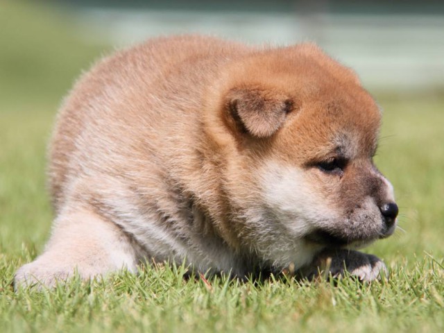 IMG_7735-shibainu-koinu IMG_7735-shibainu-koinu