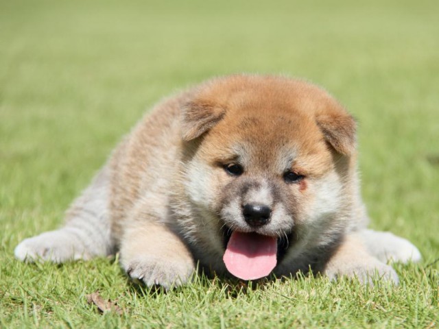 IMG_7744-shibainu-koinu IMG_7744-shibainu-koinu