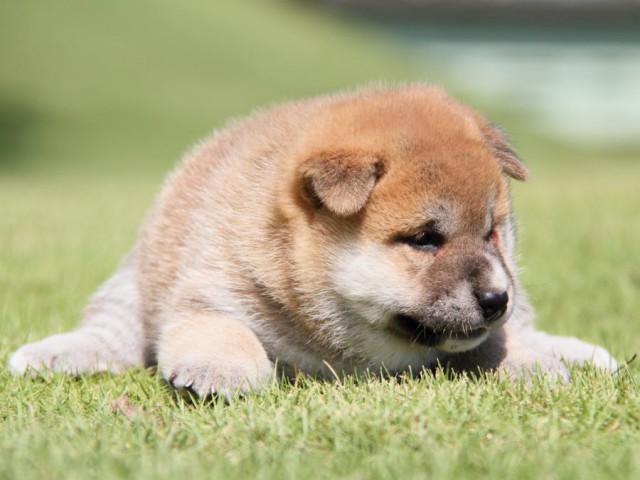 IMG_7757-shibainu-koinu IMG_7757-shibainu-koinu