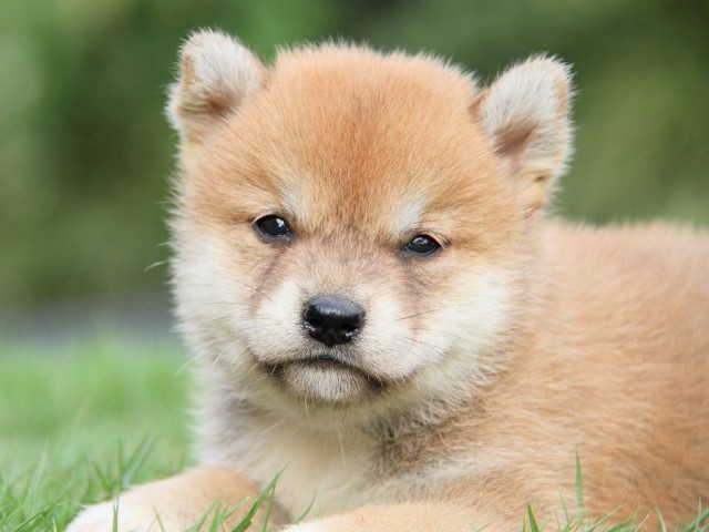 IMG_7850-shibainu Puppy IMG_7850-shibainu Puppy