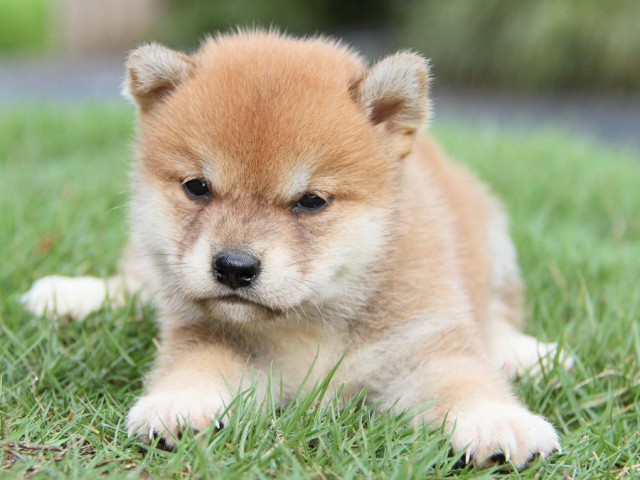 IMG_7855-shibainu Puppy IMG_7855-shibainu Puppy