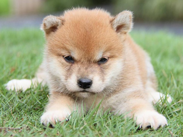 IMG_7863-shibainu Puppy IMG_7863-shibainu Puppy