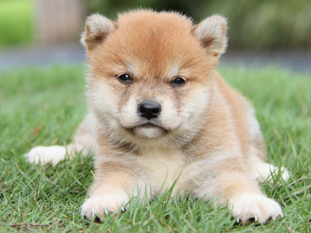 IMG_7864-shibainu Puppy IMG_7864-shibainu Puppy
