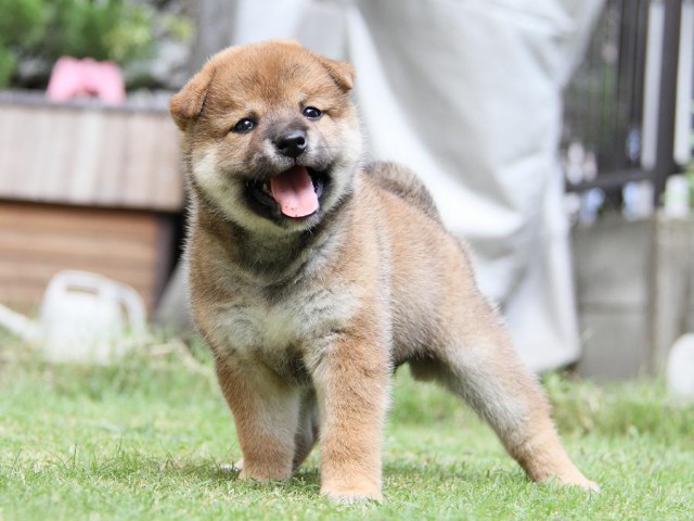 IMG_7989-shibainu Puppy IMG_7989-shibainu Puppy
