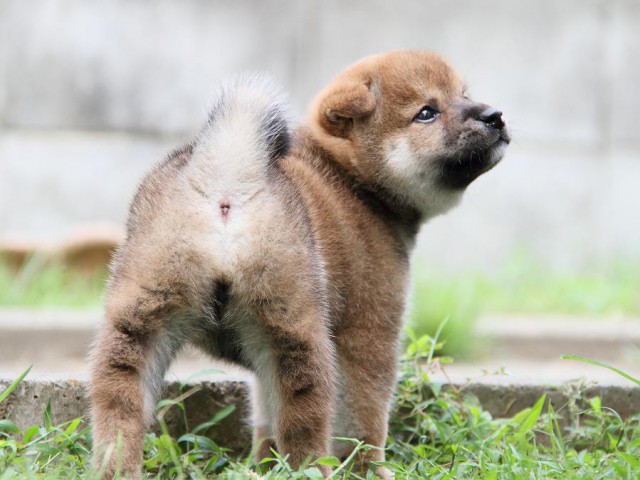 IMG_8013-shibainu Puppy IMG_8013-shibainu Puppy
