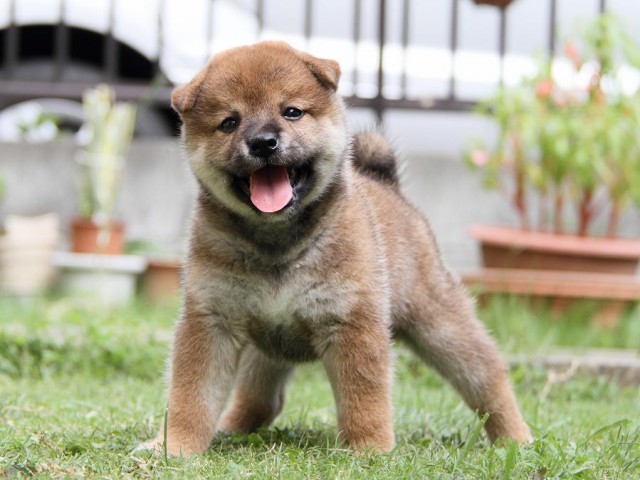IMG_8015-shibainu Puppy IMG_8015-shibainu Puppy