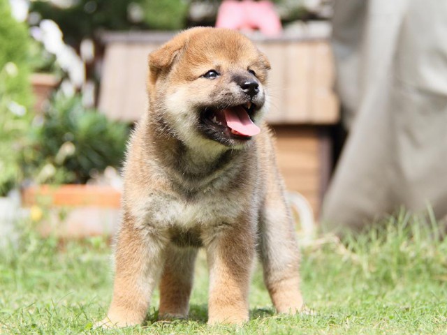 IMG_8028-shibainu Puppy IMG_8028-shibainu Puppy