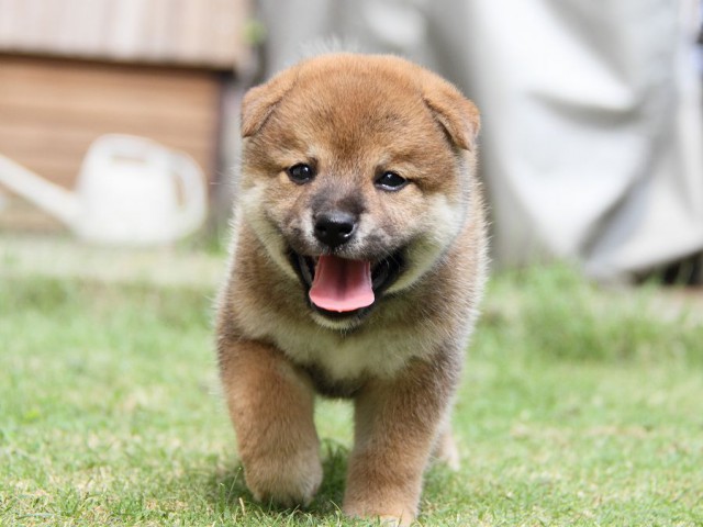 IMG_8048-shibainu Puppy IMG_8048-shibainu Puppy
