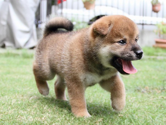 IMG_8076-shibainu Puppy IMG_8076-shibainu Puppy