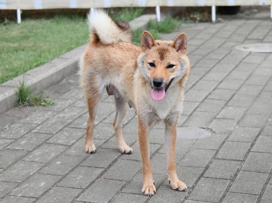 IMG_8085-shibainu Puppy
