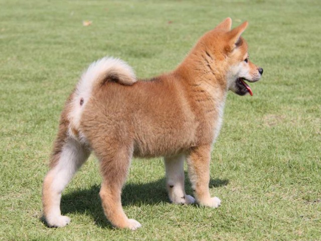 IMG_8280-shibainu-koinu IMG_8280-shibainu-koinu