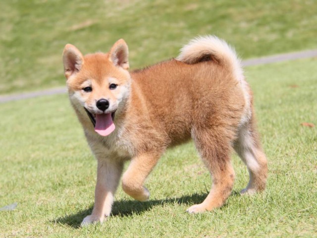 IMG_8333-shibainu-koinu IMG_8333-shibainu-koinu