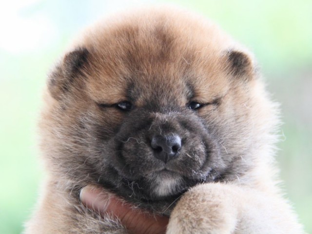IMG_8334-shibainu-puppy IMG_8334-shibainu-puppy