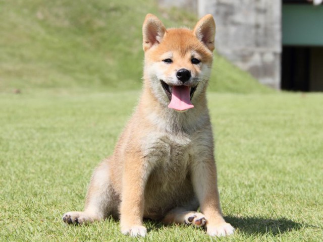 IMG_8351-shibainu-koinu IMG_8351-shibainu-koinu