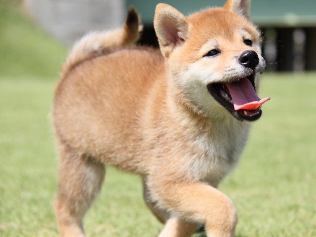 IMG_8353-shibainu-koinu IMG_8353-shibainu-koinu