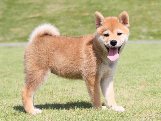 IMG_8388-shibainu-koinu IMG_8388-shibainu-koinu