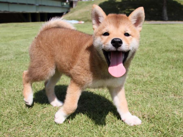 IMG_8433-shibainu-koinu IMG_8433-shibainu-koinu