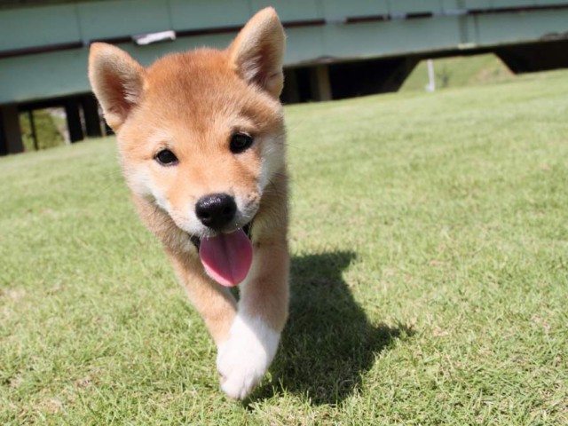 IMG_8445-shibainu-koinu IMG_8445-shibainu-koinu