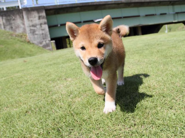 IMG_8446-shibainu-koinu IMG_8446-shibainu-koinu