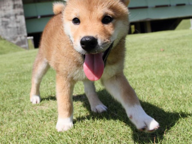 IMG_8454-shibainu-koinu IMG_8454-shibainu-koinu