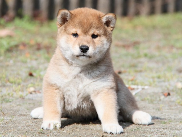 IMG_8492-shibainu-puppy IMG_8492-shibainu-puppy