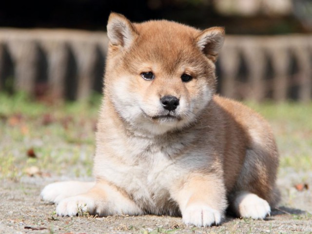 IMG_8493-shibainu-puppy IMG_8493-shibainu-puppy
