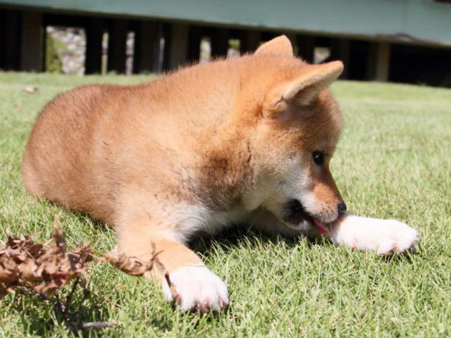 IMG_8503-shibainu-koinu IMG_8503-shibainu-koinu