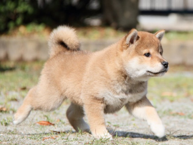 IMG_8516-shibainu-puppy IMG_8516-shibainu-puppy