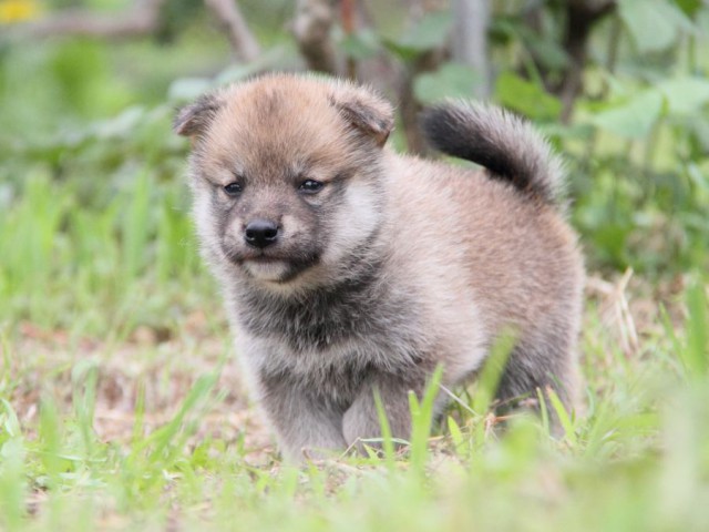 IMG_8539-shibainu-koinu IMG_8539-shibainu-koinu