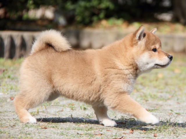 IMG_8541-shibainu-puppy IMG_8541-shibainu-puppy
