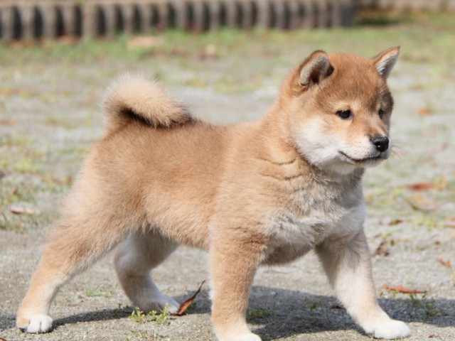 IMG_8552-shibainu-puppy IMG_8552-shibainu-puppy