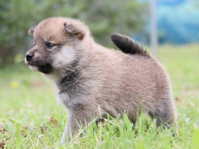 IMG_8604-shibainu-koinu IMG_8604-shibainu-koinu
