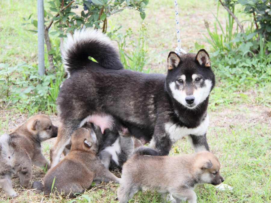 IMG_8836-shibainu-koinu