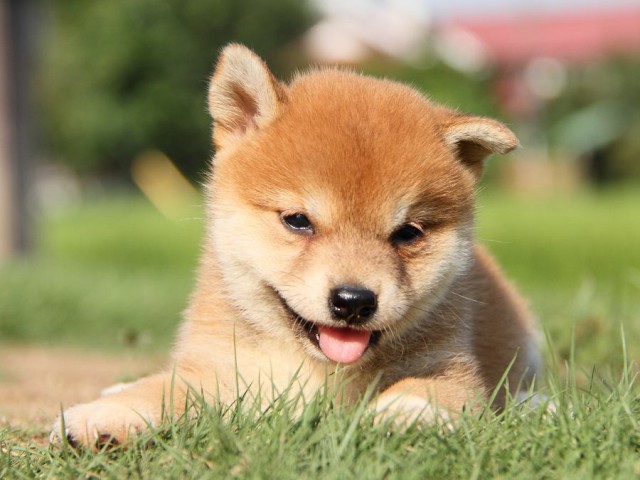 IMG_8854-shibainu Puppy IMG_8854-shibainu Puppy