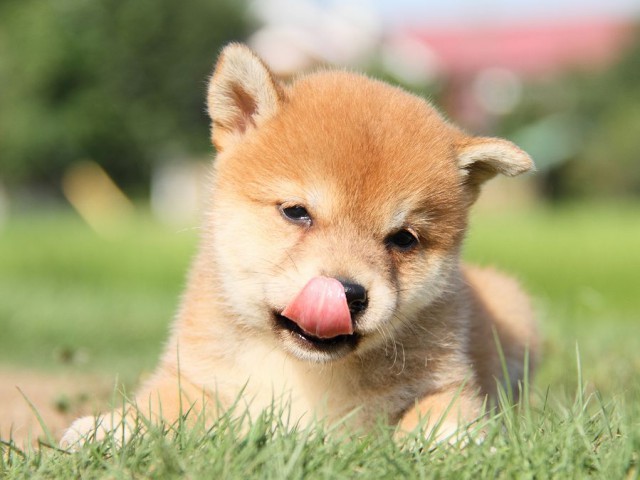 IMG_8858-shibainu Puppy IMG_8858-shibainu Puppy
