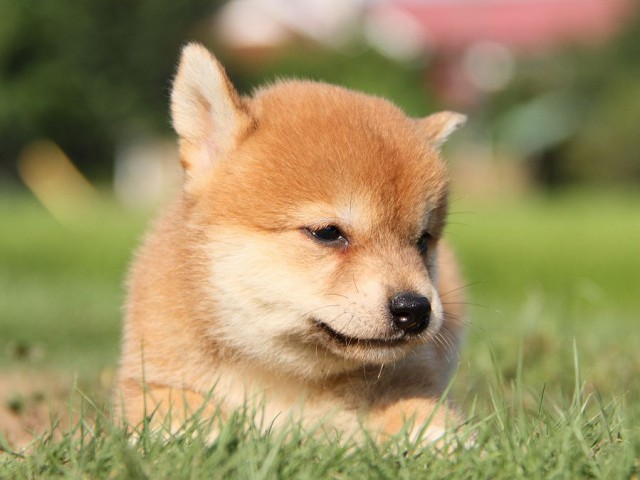 IMG_8860-shibainu Puppy IMG_8860-shibainu Puppy