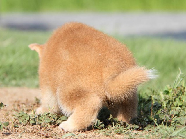 IMG_8863-shibainu Puppy IMG_8863-shibainu Puppy