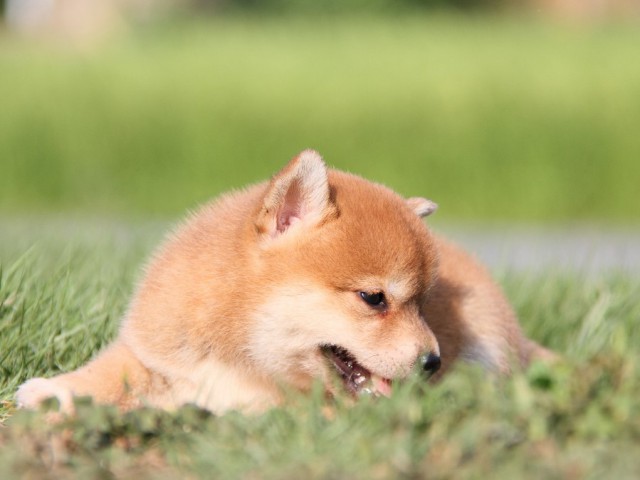 IMG_8868-shibainu Puppy IMG_8868-shibainu Puppy