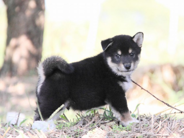 IMG_8923-shibainu-koinu IMG_8923-shibainu-koinu