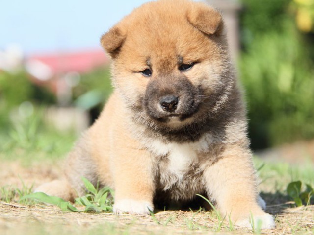 IMG_8931-shibainu-puppy IMG_8931-shibainu-puppy