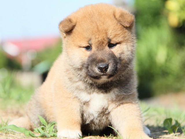 IMG_8935-shibainu-puppy IMG_8935-shibainu-puppy
