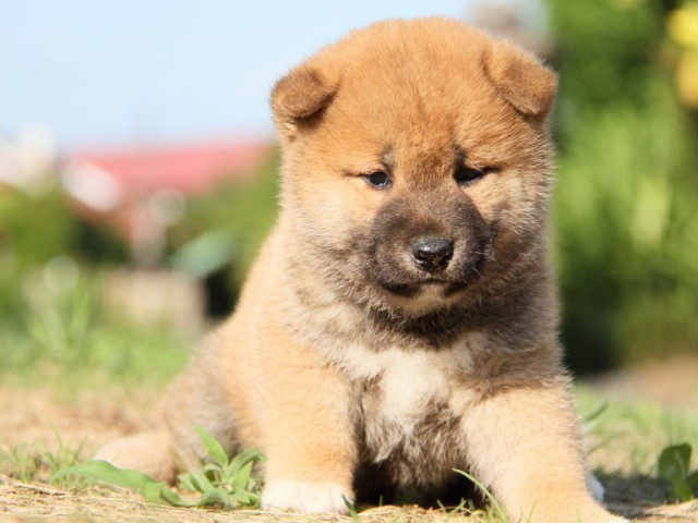 IMG_8947-shibainu-puppy IMG_8947-shibainu-puppy