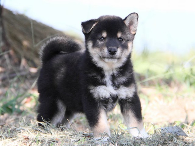 IMG_8955-shibainu-koinu IMG_8955-shibainu-koinu