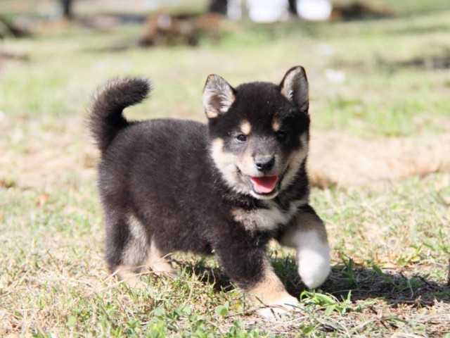 IMG_9054-shibainu-koinu IMG_9054-shibainu-koinu