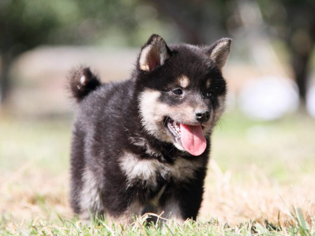 IMG_9192-shibainu-koinu IMG_9192-shibainu-koinu