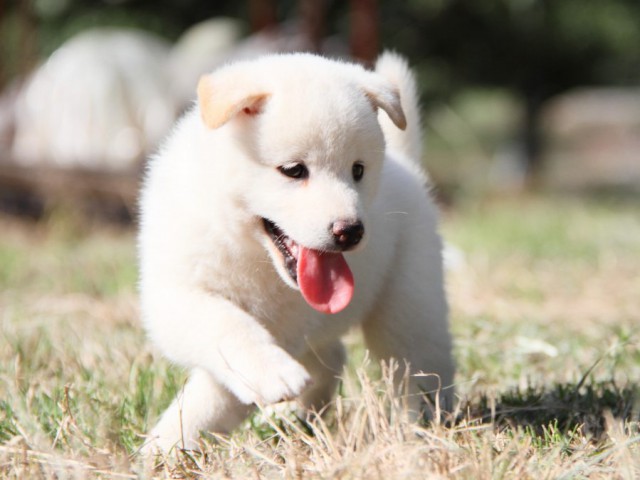 IMG_9251-shibainu-koinu IMG_9251-shibainu-koinu