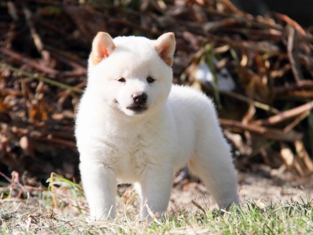 IMG_9390-shibainu-koinu IMG_9390-shibainu-koinu