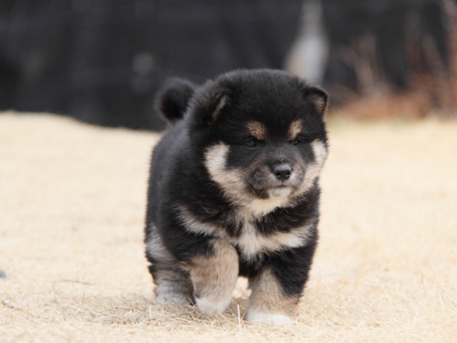 IMG_9397shibainu IMG_9397shibainu