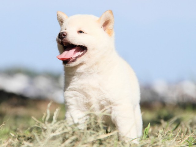 IMG_9405-shibainu-koinu IMG_9405-shibainu-koinu