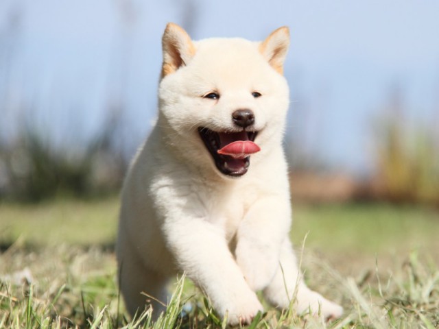 IMG_9426-shibainu-koinu IMG_9426-shibainu-koinu